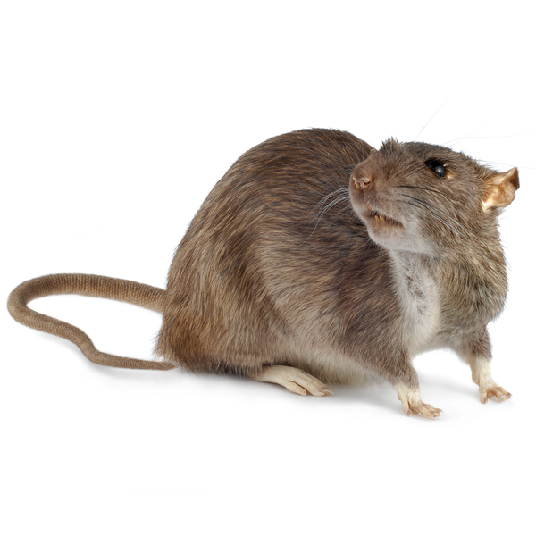 A patkányirtás fő módszereként mérgezett csalétkeket használunk