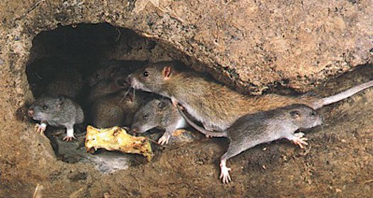 A patkány élőhelye